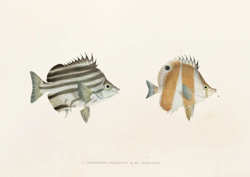 Fauna japonica Pl.054 av Philipp Franz Balthasar von Siebold
