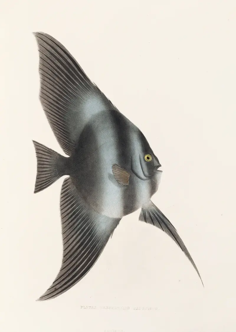 Fauna japonica Pl.056 av Philipp Franz Balthasar von Siebold