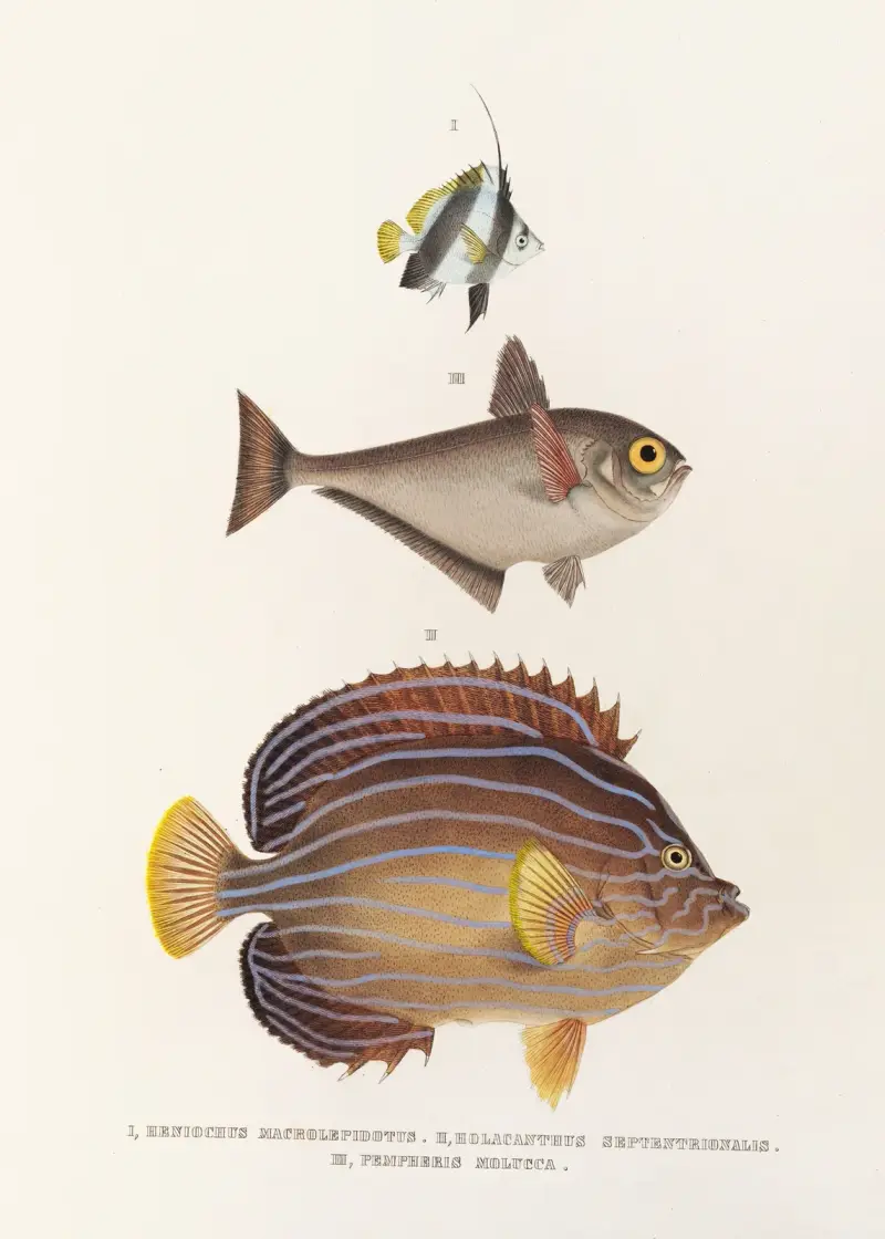 Fauna japonica, plansch 57 av Philipp Franz Balthasar von Siebold