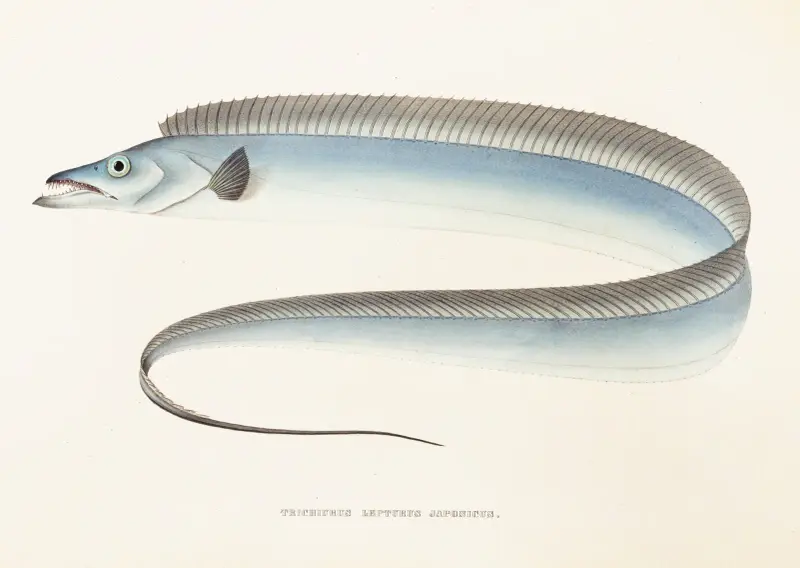 Fauna japonica Pl.067 av Philipp Franz Balthasar von Siebold