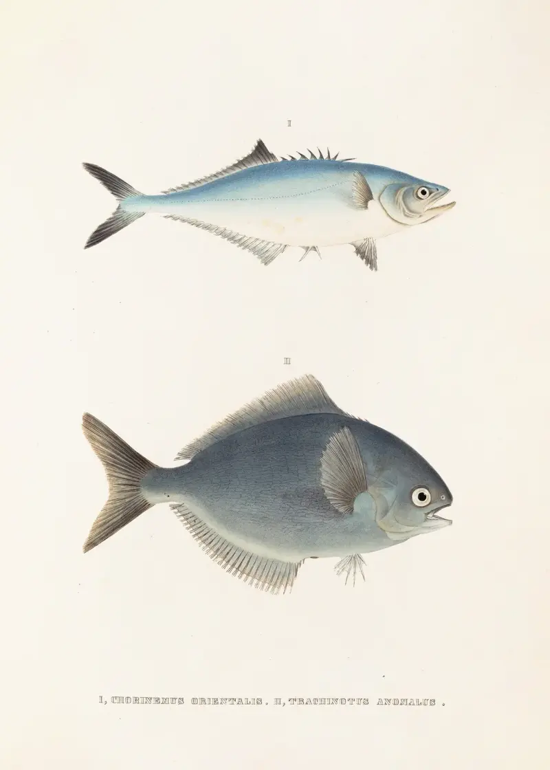 Fauna japonica, plansch 70 av Philipp Franz Balthasar von Siebold