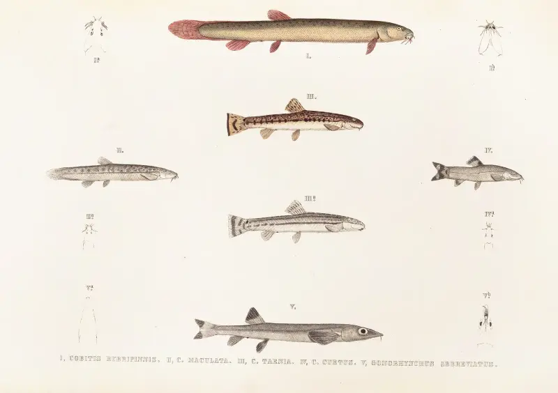 Fauna japonica Pl.120 av Philipp Franz Balthasar von Siebold