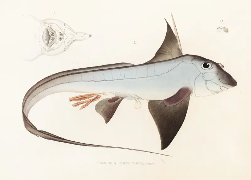 Fauna japonica Pl.149 av Philipp Franz Balthasar von Siebold