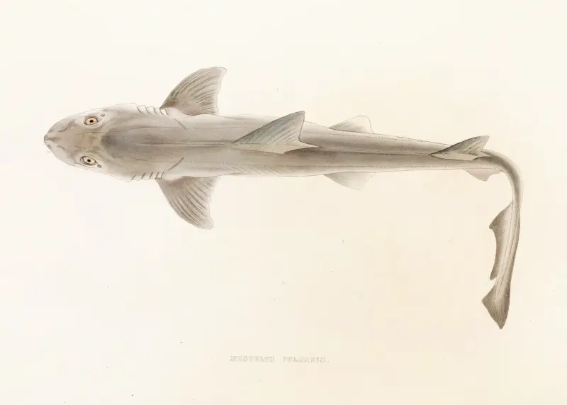 Fauna japonica Pl.151 av Philipp Franz Balthasar von Siebold