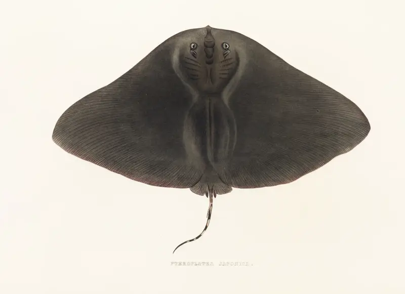 Fauna japonica Pl.158, Philipp Franz Balthasar von Siebold