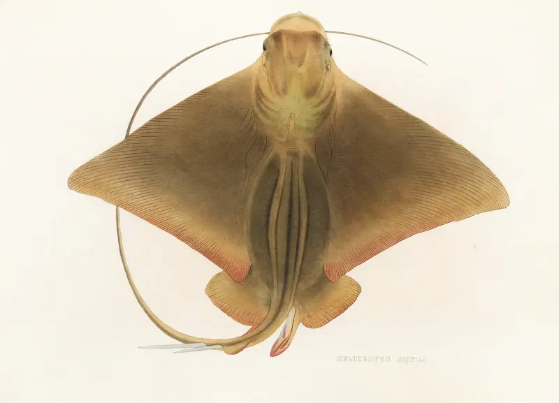 Fauna japonica Pl.159 av Philipp Franz Balthasar von Siebold
