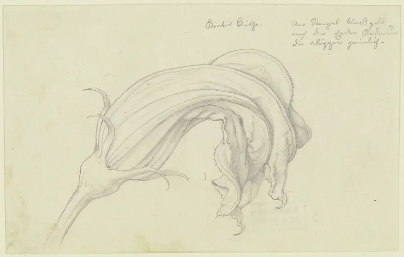 Kürbisblüte von Eduard von Steinle
