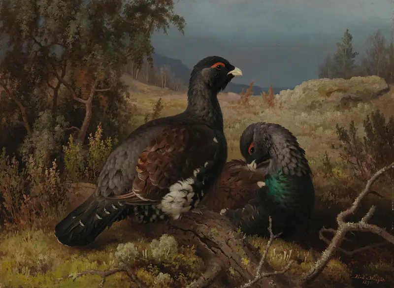 Tetřeví kohouti, Ferdinand von Wright