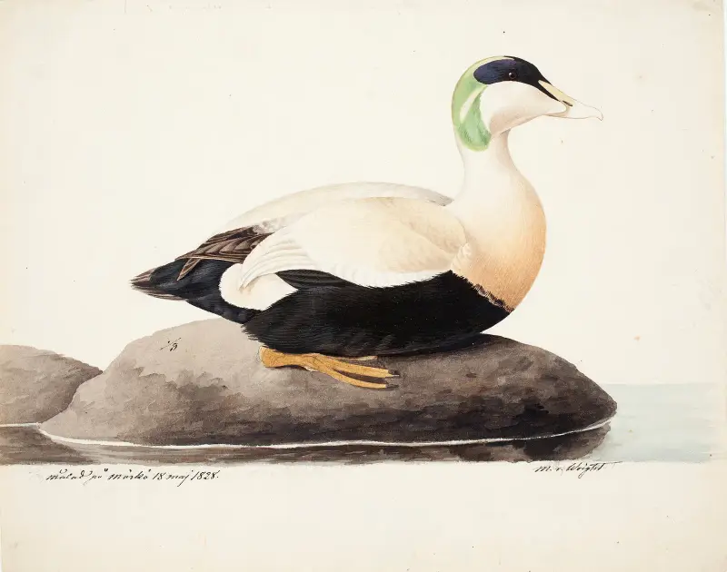 Common Eider, Male av Magnus Von Wright
