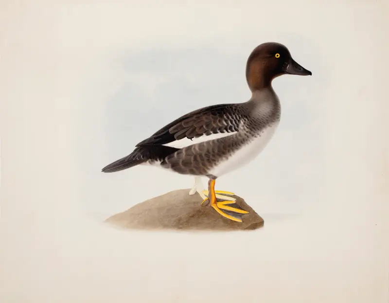 Common Goldeneye av Magnus Von Wright