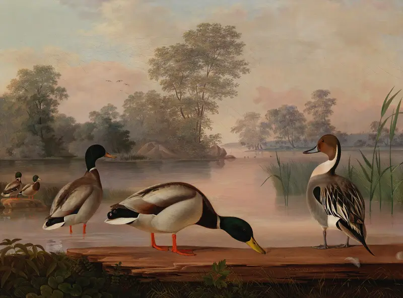 Ducks av Magnus Von Wright