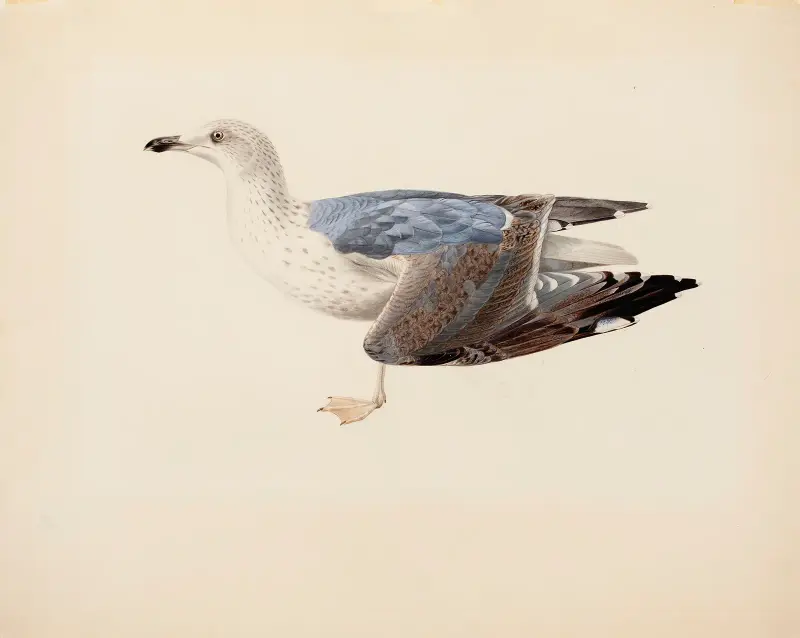 European Herring Gull av Magnus Von Wright