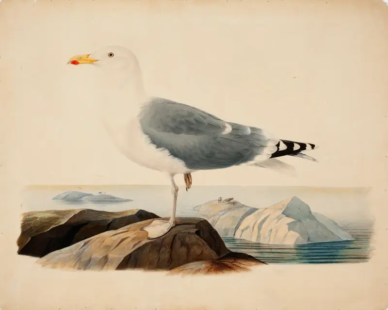 Europäische Silbermöwe von Ferdinand von Wright