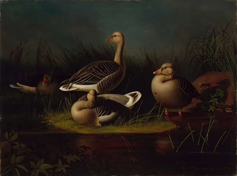 Greylag Geese, Copy After Ferdinand Von Wright av Magnus Von Wright
