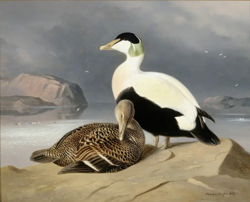 Dvě kajky, Ferdinand von Wright