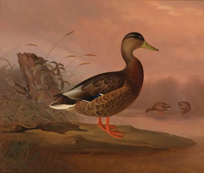 Mallard av Ferdinand von Wright
