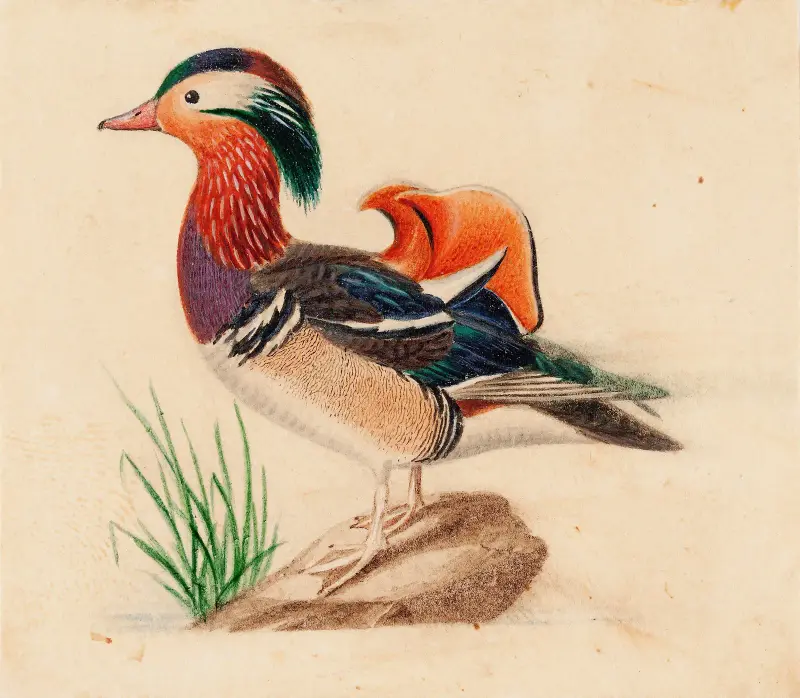 Mandarinand, samec, Ferdinand von Wright