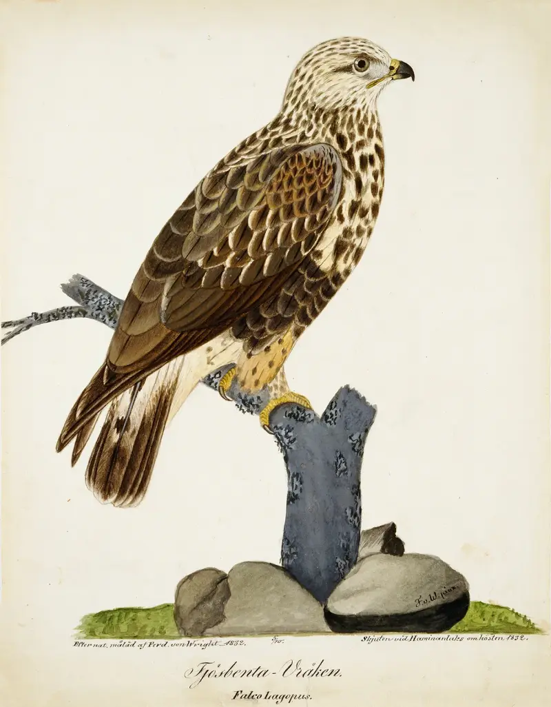 Raufußbussard von Ferdinand von Wright