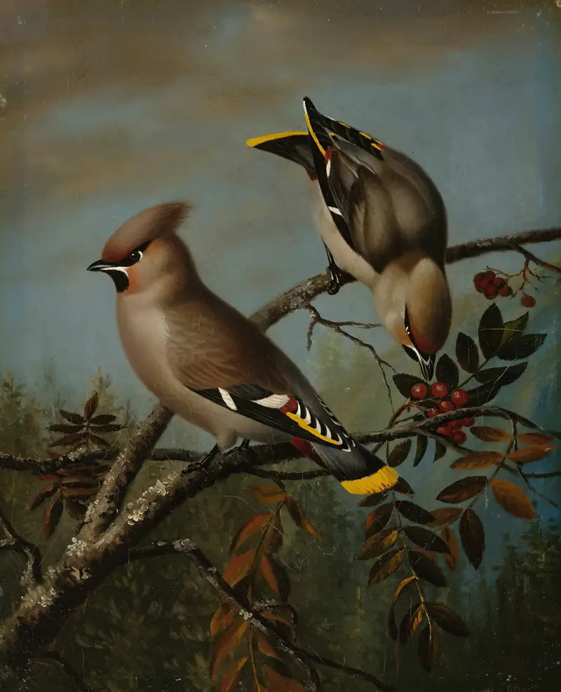 Tilhä In Rowan av Magnus Von Wright