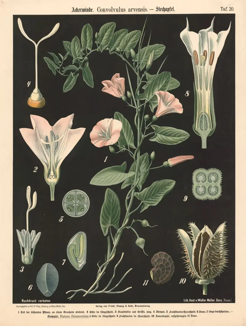 Svlačec rolní, Convolvulus arvensis, Walter Müller