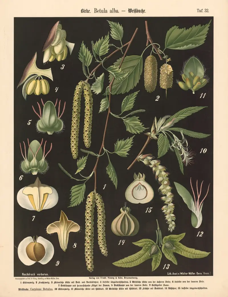 Birke. Betula alba av Walter Müller