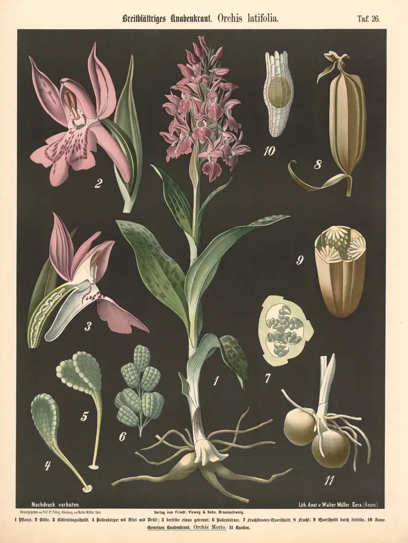 Breitblättiges Knabenkraut. Orchis latifolia av Walter Müller