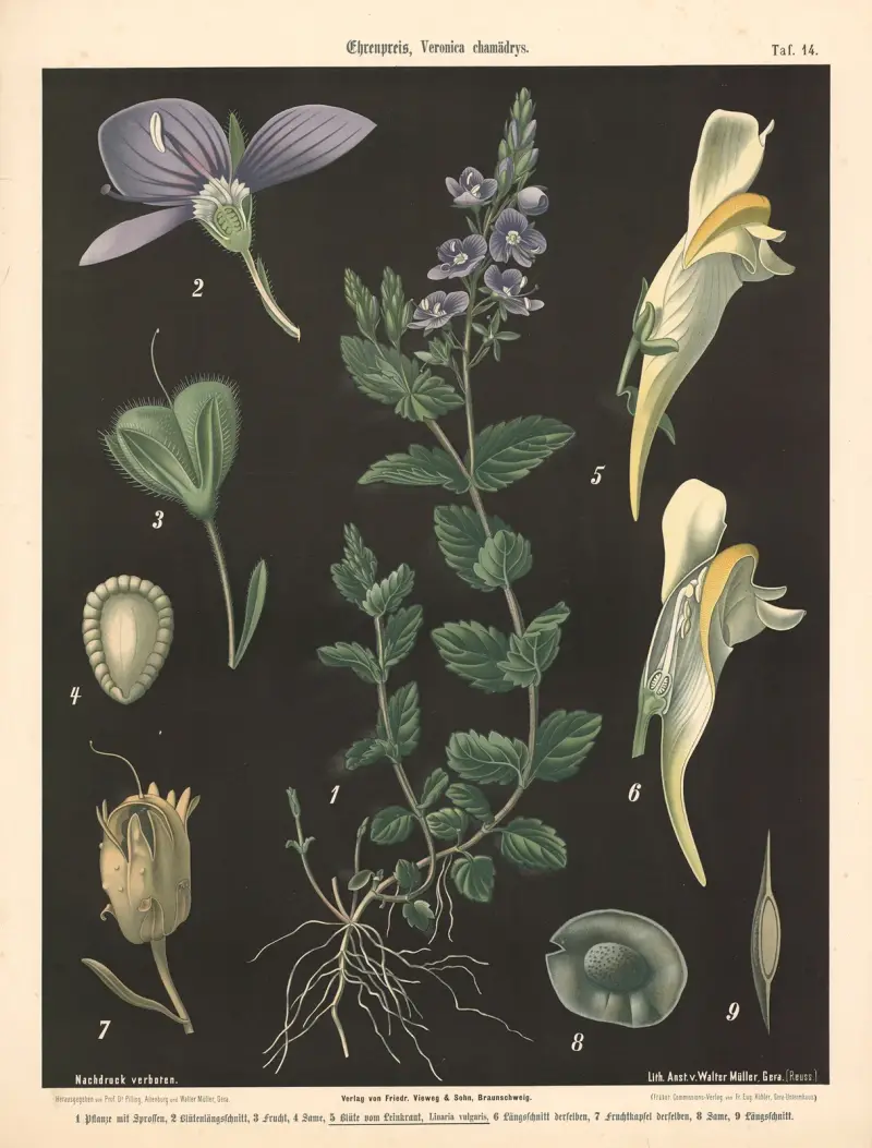 Rozrazil, Veronica chamaedrys, Walter Müller