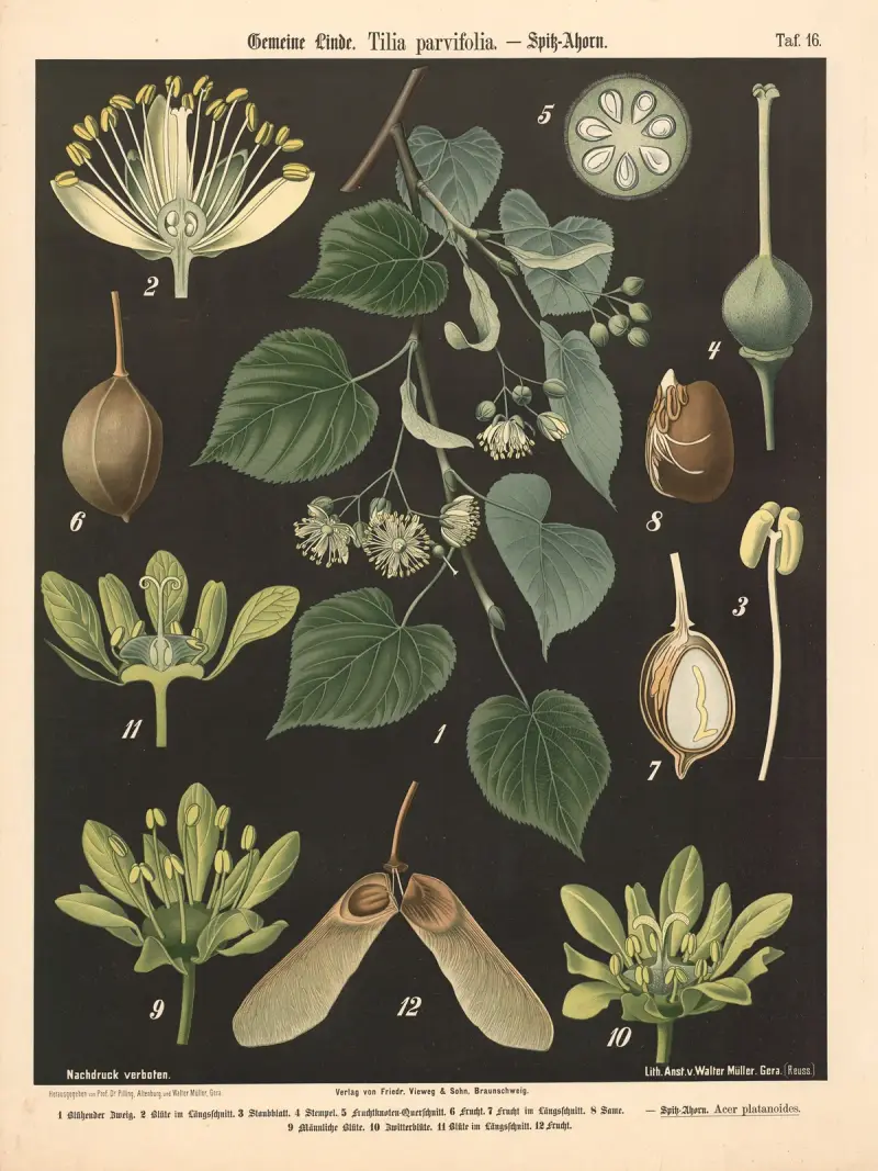 Gemeine Linde, Tilia parvifolia av Walter Müller