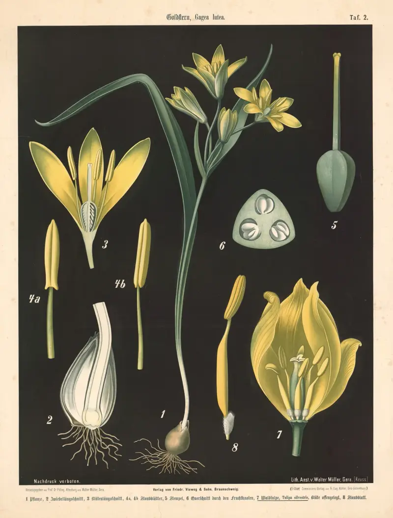 Goldstern, Gagea lutea av Walter Müller