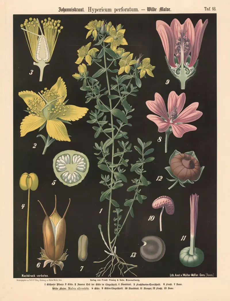 Johanniskraut. Hypericum perforatum. av Walter Müller