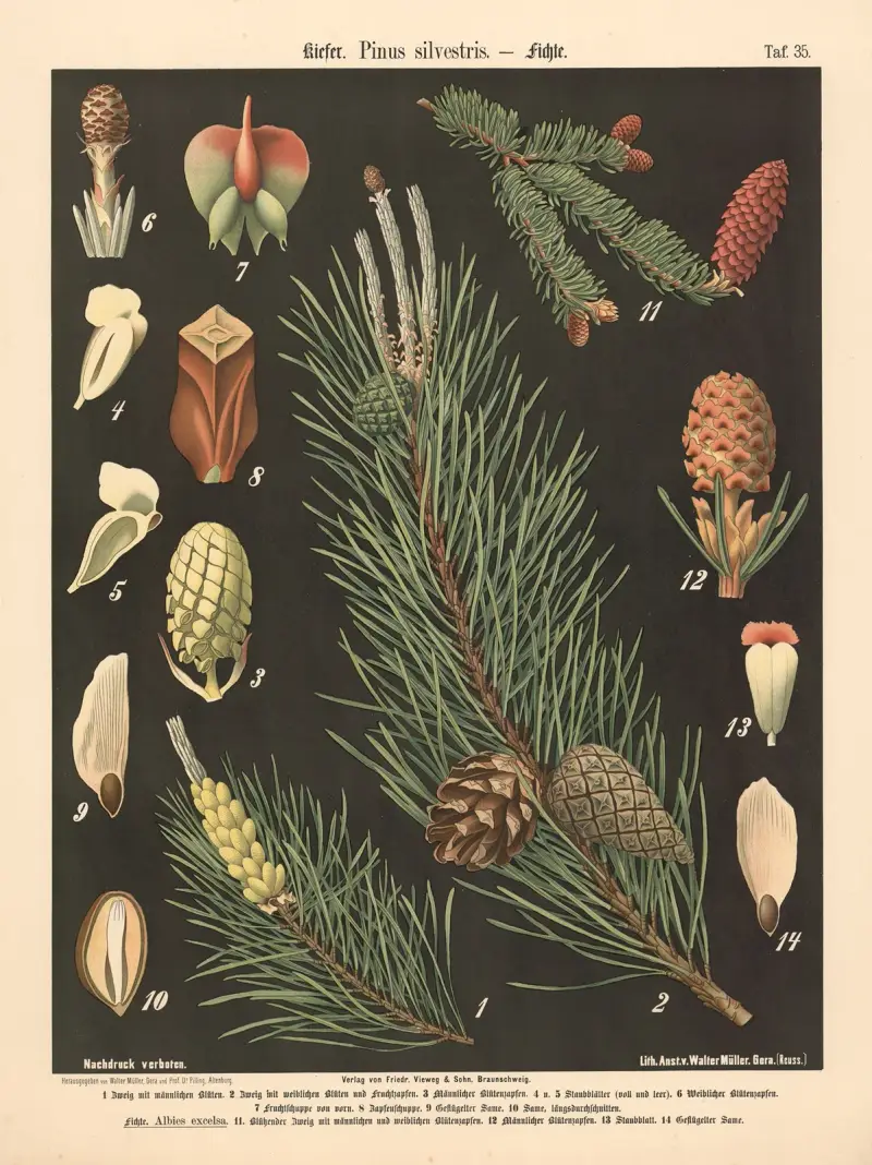 Kiefer. Pinus silvestris av Walter Müller