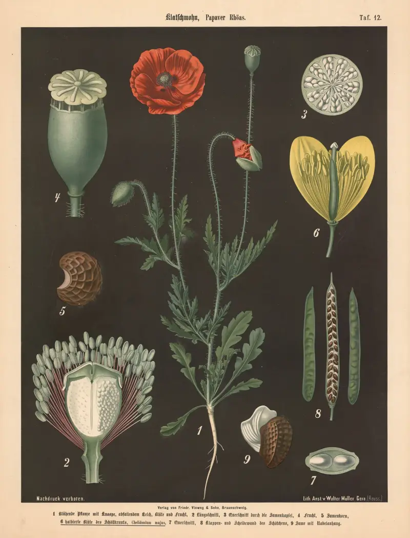 Klatschmohn, Papaver Rhöas av Walter Müller