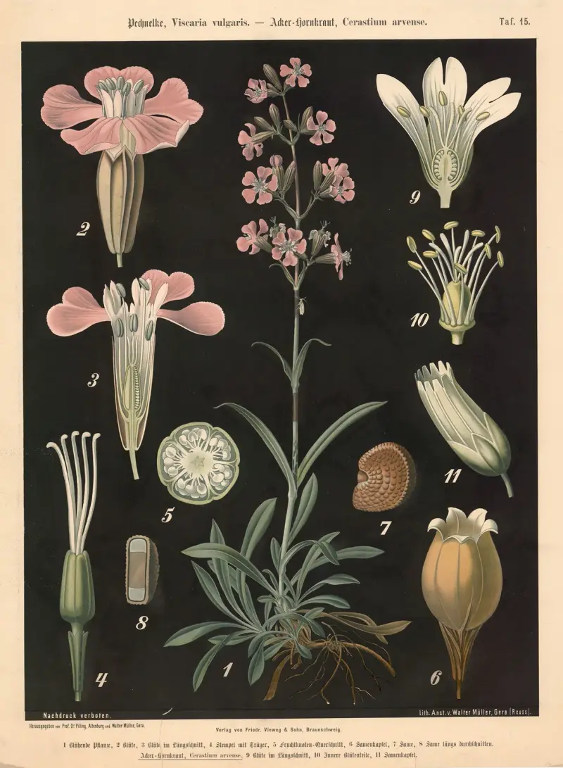 Pechnelke, Viscaria vulgaris. – Acker-Hornkraut, Cerastium arvense av Walter Müller