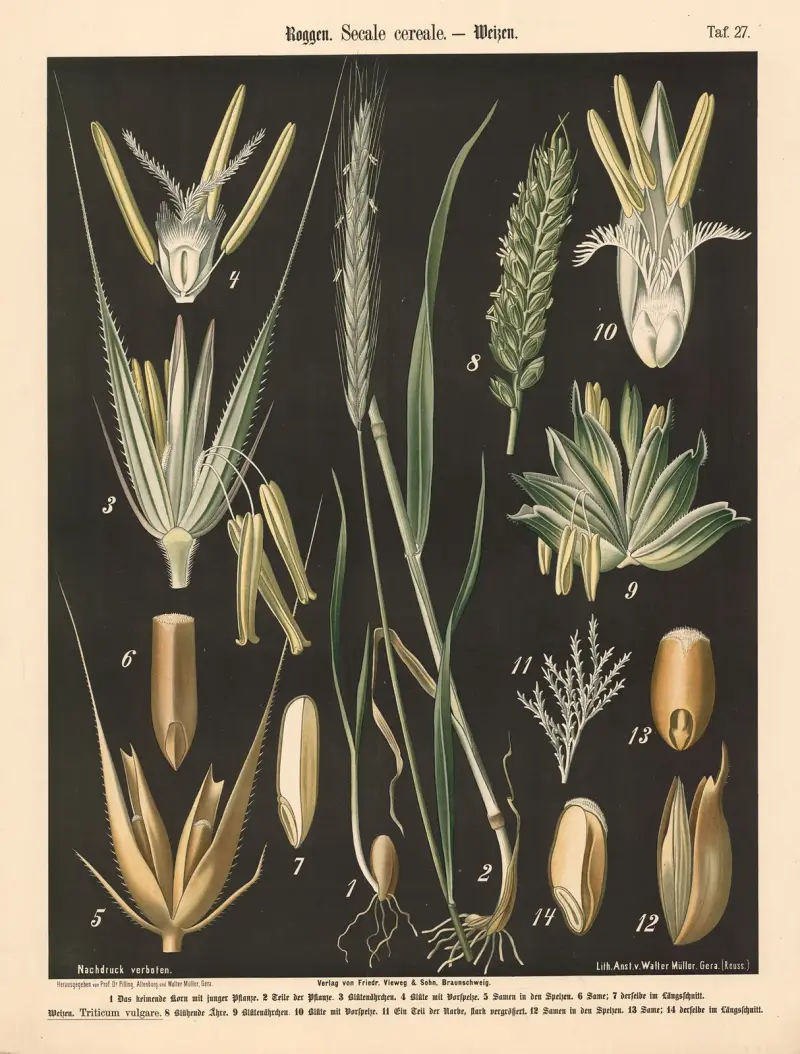 Roggen. Secale cereale von Walter Müller