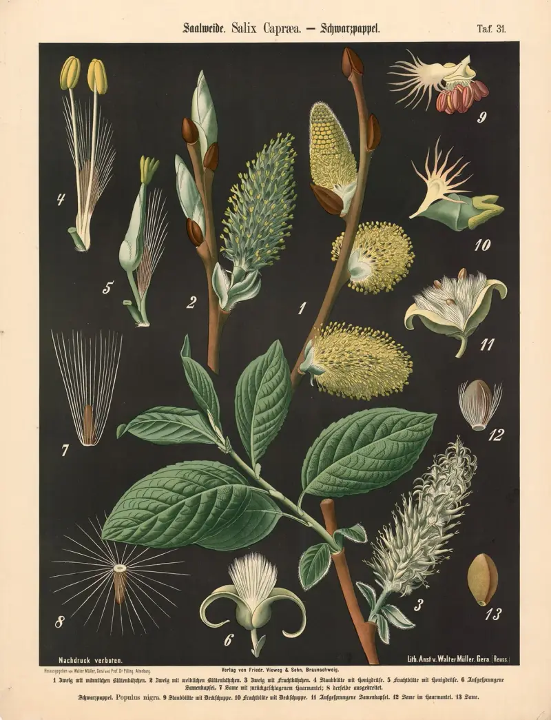 Salweide. Salix Capræa von Walter Müller