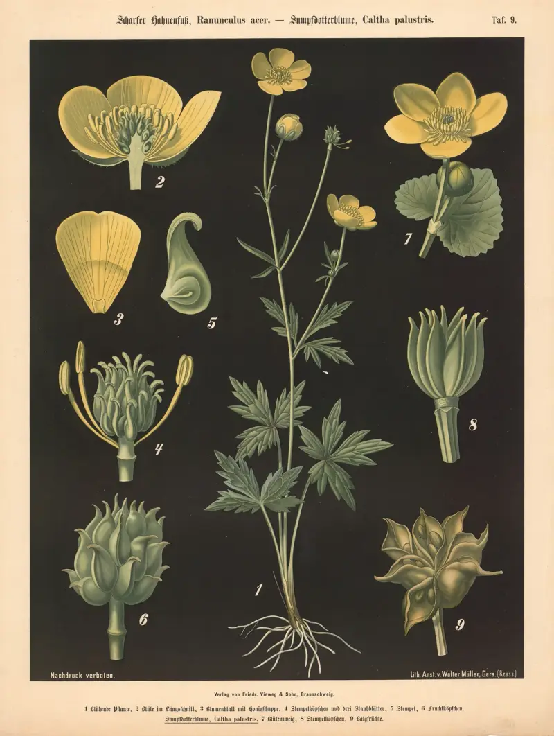 Scharfer Hahnenfuss, Ranunculus acer. – Sumpfdotterblume, Caltha palustris av Walter Müller