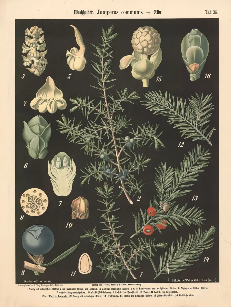 Jalovec obecný (Juniperus communis), Walter Müller