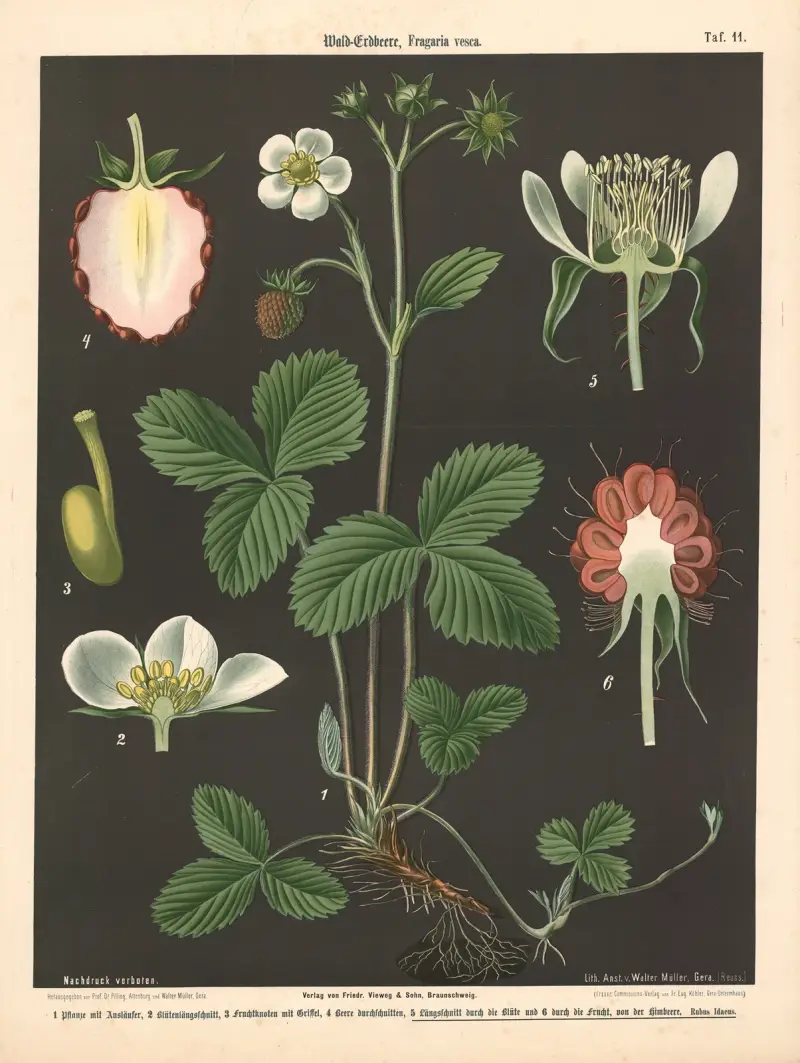 Wald-Erdbeere, Fragaria vesca von Walter Müller