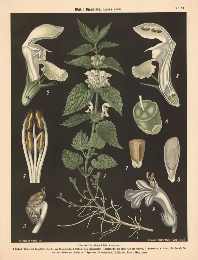 Weisser Bienenfang, Lamium album av Walter Müller