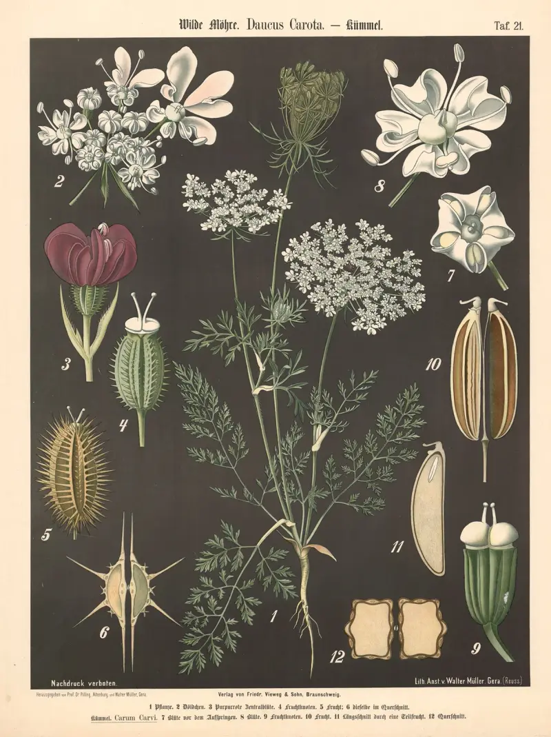 Wilde Möhre, Daucus carota av Walter Müller