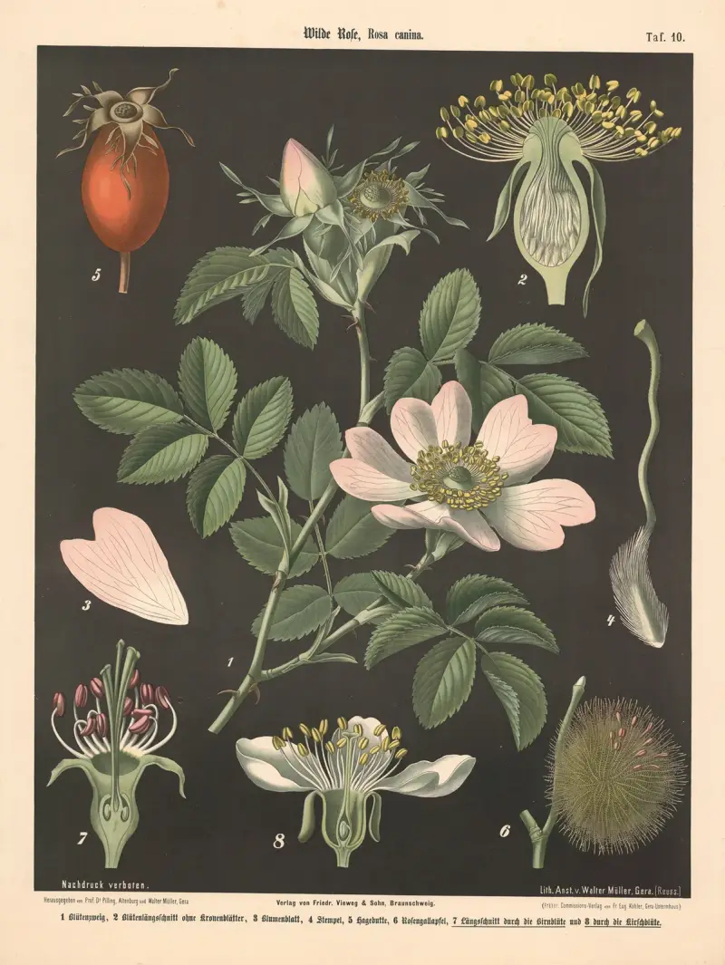 Wilde Rose, Rosa canina von Walter Müller