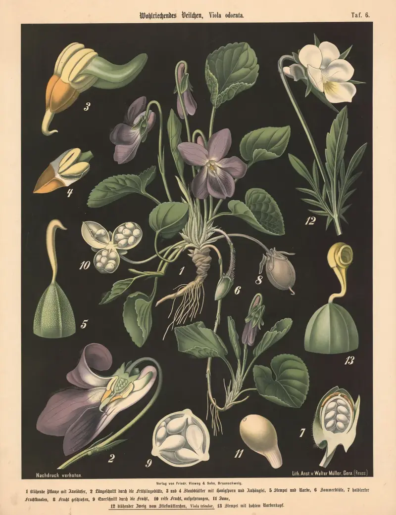 Vonná fialka, Viola odorata, Walter Müller
