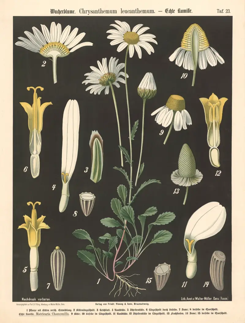 Wucherblume. Chrysanthemum leucanthemum av Walter Müller