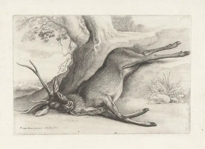 A dead stag lying in a wooded landscape av Wenceslaus Hollar