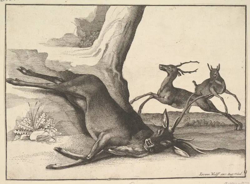 Ein toter Hirsch von Wenceslaus Hollar