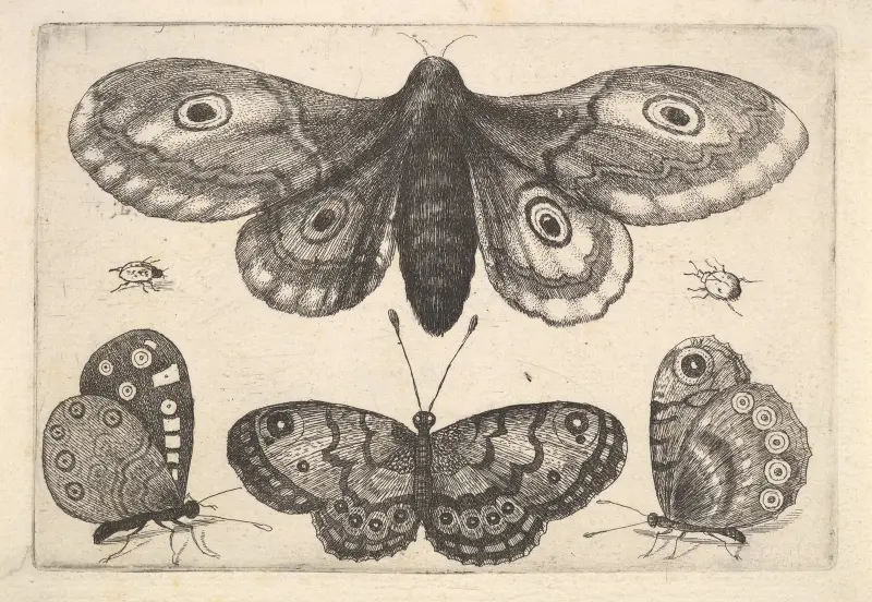 Eine Motte, drei Schmetterlinge und zwei Käfer von Wenceslaus Hollar