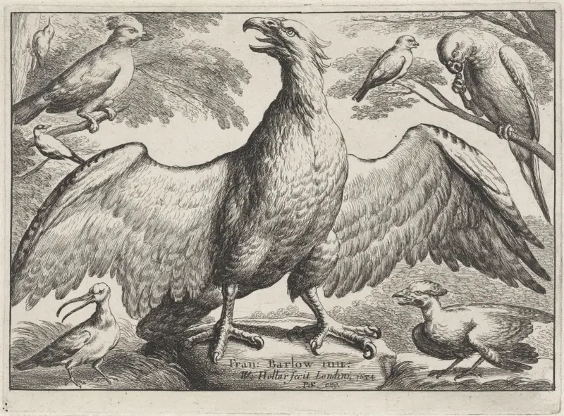 An eagle with outstretched wings standing on a rock, surrounded by six other birds av Wenceslaus Hollar