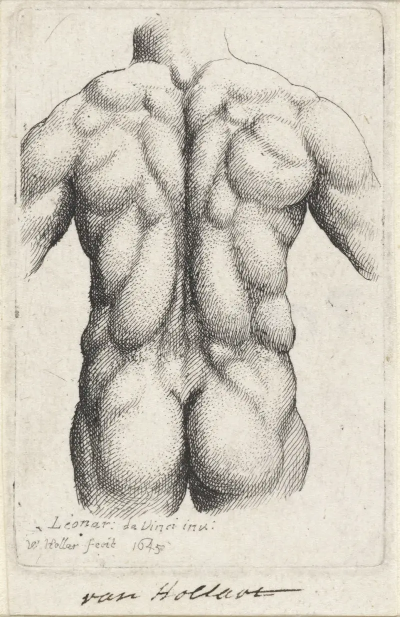Anatomische Studie des Torsos eines Mannes von hinten gesehen (nach Leonardo da Vinci) von Wenceslaus Hollar