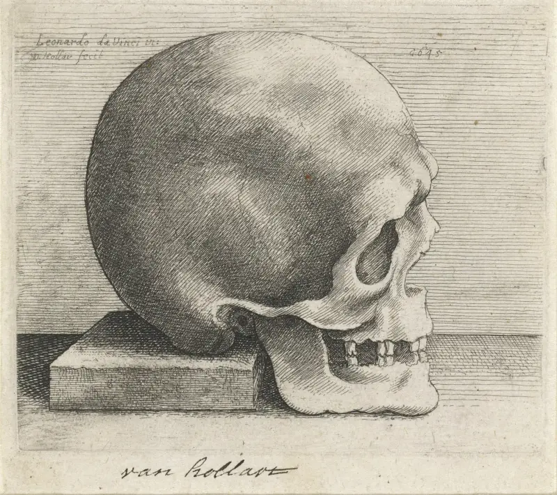 Studium anatomiczne czaszki, Wenceslaus Hollar