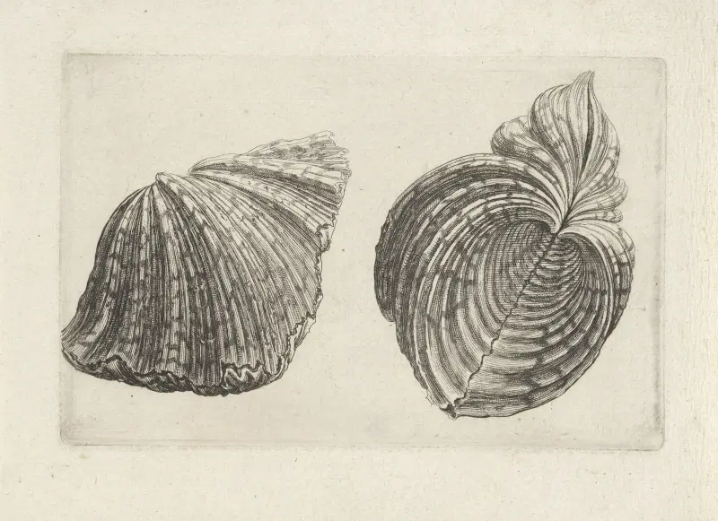 Bärentatzenmuschel (Hippopus maculatus) von Wenceslaus Hollar